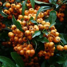 Image result for Pyracantha coccinea golden charmer