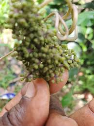 Image result for Ampelocissus multistriata