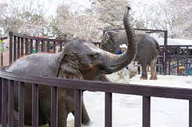 Последние твиты от 市原ぞうの国オフィシャルストア (@zounokuninet). å¸‚åŽŸãžã†ã®å›½ãŒ ã‚¢ãƒ‹ãƒžãƒ«ãƒ¯ãƒ³ãƒ€ãƒ¼ãƒªã‚¾ã‚¦ãƒˆ ã¸å¤§è¦æ¨¡ãƒªãƒ‹ãƒ¥ãƒ¼ã‚¢ãƒ« ã‚¾ã‚¦ã®æ°´éŠã³ ã‚¨ãƒ¬ãƒ•ã‚¡ãƒ³ãƒˆ ã‚¹ãƒ—ãƒ©ãƒƒã‚·ãƒ¥ ã¯è¿«åŠ›æº€ç‚¹ ãƒˆãƒ©ãƒ™ãƒ« Watch