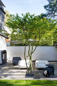 Carpinus Betulus Multi Stemmed And Umbrella Shaped This Painterly Grown Moderne Landschaftsgestaltung Privatgarten Design Kleiner Garten