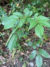 Image result for Leea guineensis