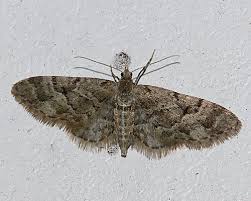 Image result for Eupithecia lanceata