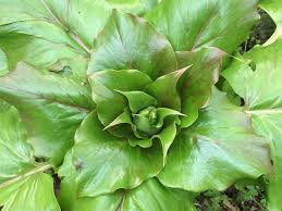 26 more photos view gallery. Cardiocrinum Giganteum Seed