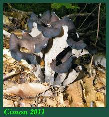Image result for Craterellus fallax