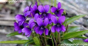 Violet, berasal dari eropa dan asia. Budidaya Bunga Viola Ciriciripohon Com