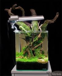 16f4d08bdcea5489afd0cf73d6c6b5c0 Jpg 600 730 Pixels Aquarium Fish Tank Aquarium Fish Tropical Aquarium