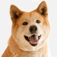 Jun 04, 2021 · apr. Akita Inu Rassebeschreibung Wesen Haltung Und Pflege