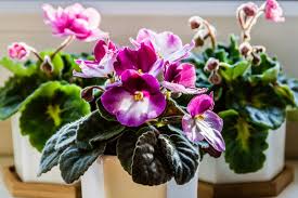 Maybe you would like to learn more about one of these? Top 4 Beautiful Flowering Houseplants To Grow Frosts Garden Centres