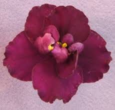 Pin On Flowers African Violets