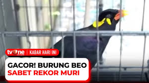 Raih Muri, Seekor Burung Beo Mampu Tirukan 21 Kalimat Dan 45 Kosakata | KHI  tvOne - YouTube