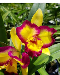 Image result for Cyphia richardsiae