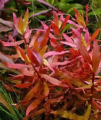 Image result for Nesaea crassicaulis