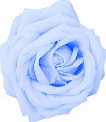 We did not find results for: Flor Baby Blue Rose Light Blue Roses Blue Rose Rose
