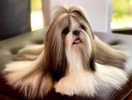 uzun tuylu guzel kopek shih tzu guzellik kopek