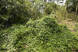 Image result for Grewia micrantha