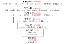 Kingdom Classification Chart Animal Kingdom