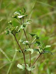 Image result for Eclipta prostrata