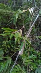 Image result for Danthoniopsis chimanimaniensis