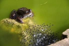 I just spent 4 months abroad in panama and this is one of my favorite pictures from my time down there. Frog Eggs Hubpages