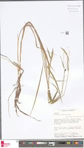 Image result for Eriochloa fatmensis