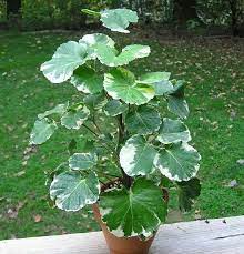 Balfour Aralia Polyscia Balfouriana Buy It Now Vertical Garden Plants Plants Foliage Plants