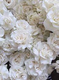 Maybe you would like to learn more about one of these? Florals Flower Aesthetic Flower Wallpaper Beautiful Flowers