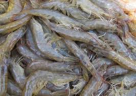 Waduh Tambak Udang Vaname Baba Rafi Di Subang Tidak Berijin Bentengpancasila Com