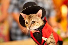 We did not find results for: Kitty Costume Catwalks Update Algonquin Hotel Cat Fashion Show