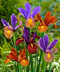 Dutch Iris Tiger Mix Flower Bulbs From Bakker Spalding Garden Company Blumen Pflanzen Bluhende Pflanzen Zimmerblumen