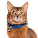 Somali Kittens for Sale - Adoptapet