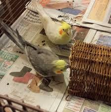 Pin On Cockatiel