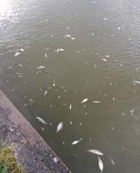 Les poissons morts provoquent une odeur nauséabonde dans le quartier de st. De Paillencourt A Denain Des Centaines De Poissons Retrouves Morts Dans L Escaut