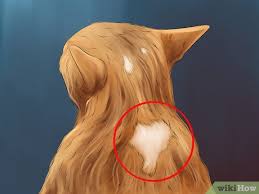 First saliva is applied to the inside of one. 3 Ways To Tell If Your Cat Grooms Excessively Wikihow Pet