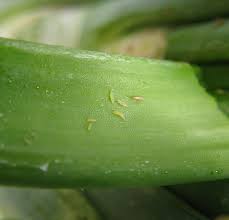 Image result for Onion Thrips