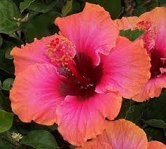 We did not find results for: Tropical Plants For A Backyard Paradise Canadale Garden Centre St Thomas Nursery London