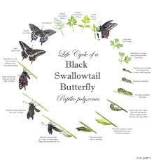 Swallowtail Butterfly Identification Chart Butterflys