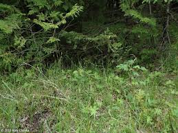 Image result for Xyris capillaris