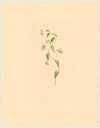 Image result for Jacquemontia paniculata