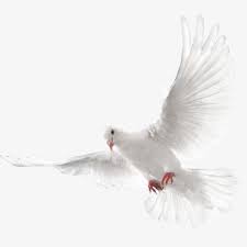 Millones De Imagenes Png Fondos Y Vectores Para Descarga Gratuita Pngtree Aves Volando Imagenes De Palomas Blancas Paloma Ave