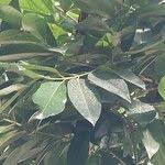 Image result for Ficus saussureana