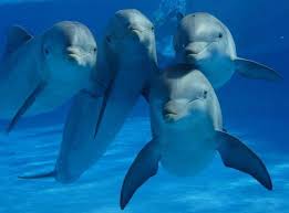 Cute Dolphins Animals Beautiful Animals Dolphins