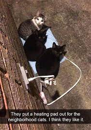 They Put A Heat Blanket Out For The Neighbourhood Cats Think They Liked It Https Ift Tt 2mawty6 Best Cat Memes Cats Cute Animals
