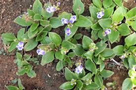 Image result for Craterostigma newtonii