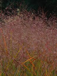 Image result for Panicum chionachne