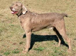 Image result for slovenský ohař hrubosrstý