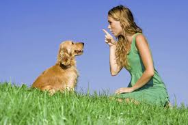 Learn how to teach your dog to come and run to you immediately after. 10 Tips To Get Your Dog To Listen To You