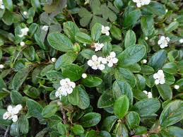 Red, white, cream, orange, pink, pale green & marbled. Featured Plants In June 2020 In The Neighbourhood Ubc Botanical Garden