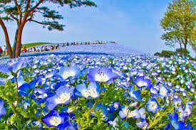 What is the most exotic flower. The Most Exotic Flowers Of The Planet Home Facebook
