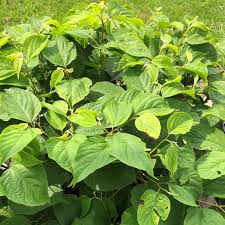 Image result for Hovenia