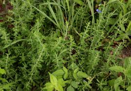 Image result for Pollichia